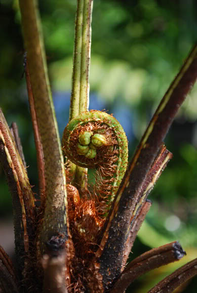 File:FERN 0102.jpg