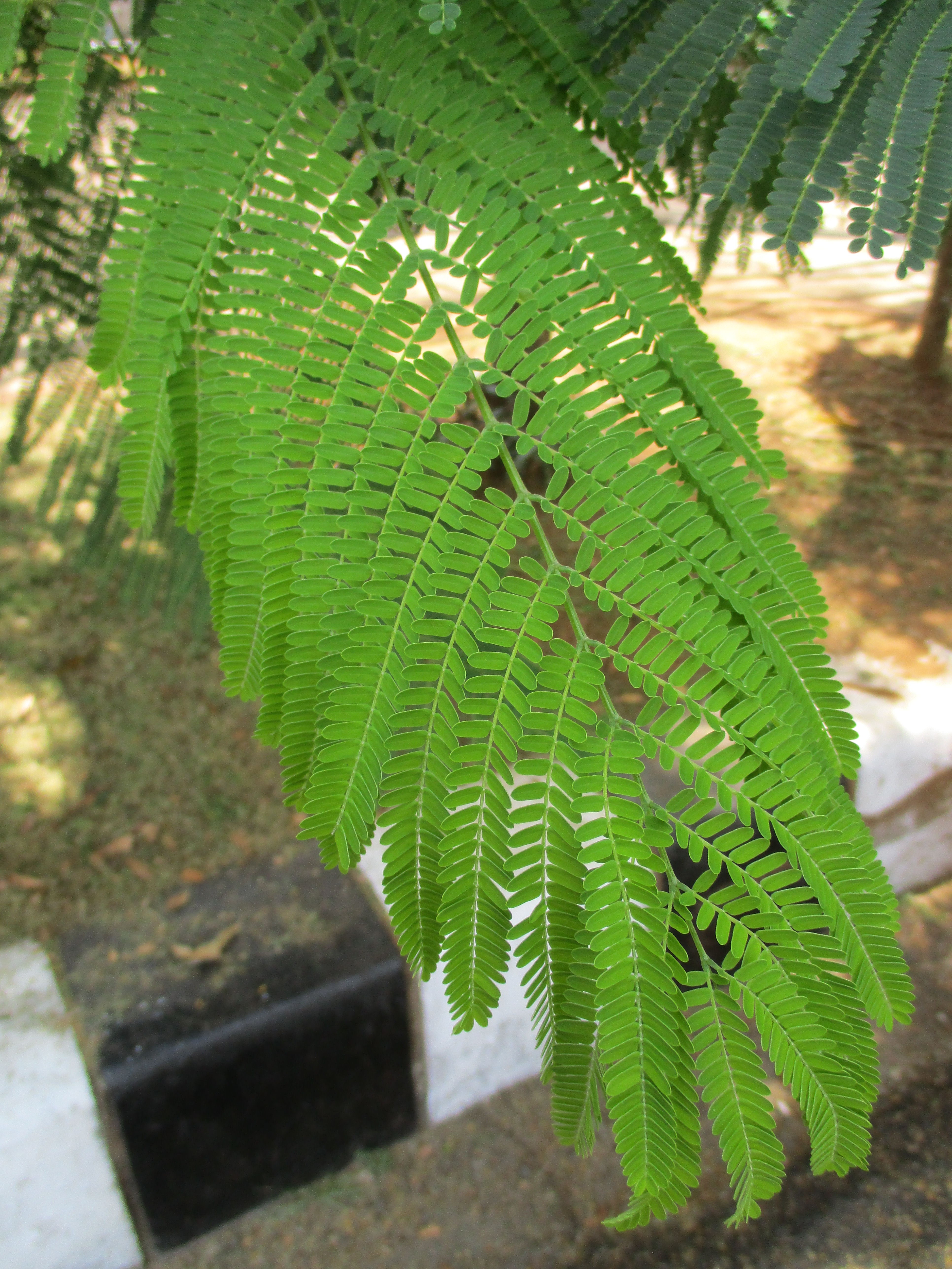 delonix regia