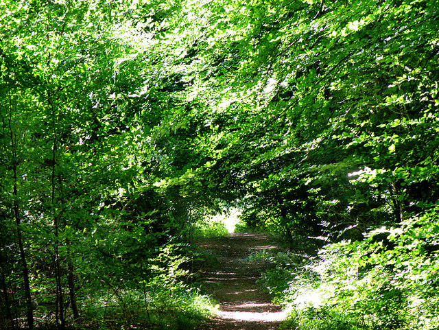 File:Footpath near Edge End - geograph.org.uk - 890963.jpg