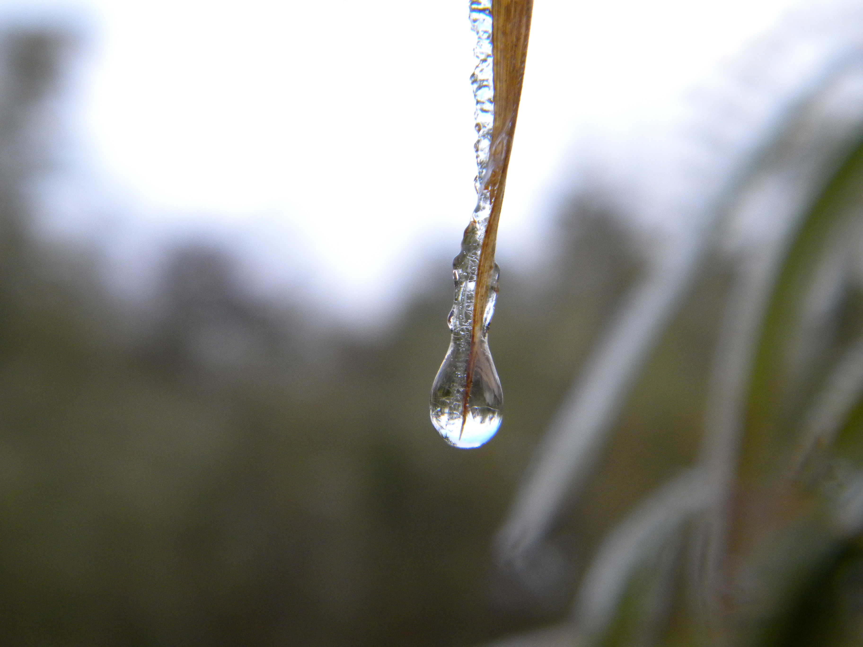 File:Water drop on a leaf.jpg - Wikipedia