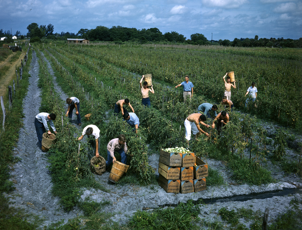 Future Farmers of America picking tomatoes: Palmetto, Florida, 1947. Public domain.