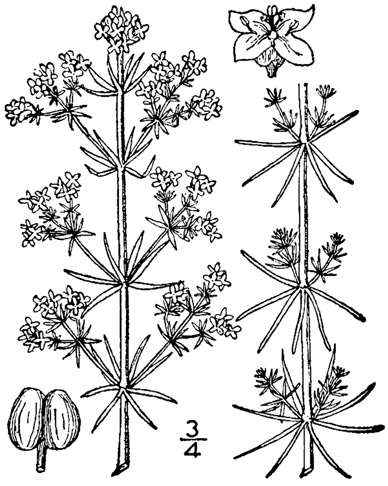 Подмаренник цепкий рисунок