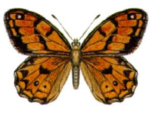 <i>Geitoneura minyas</i> Species of butterfly
