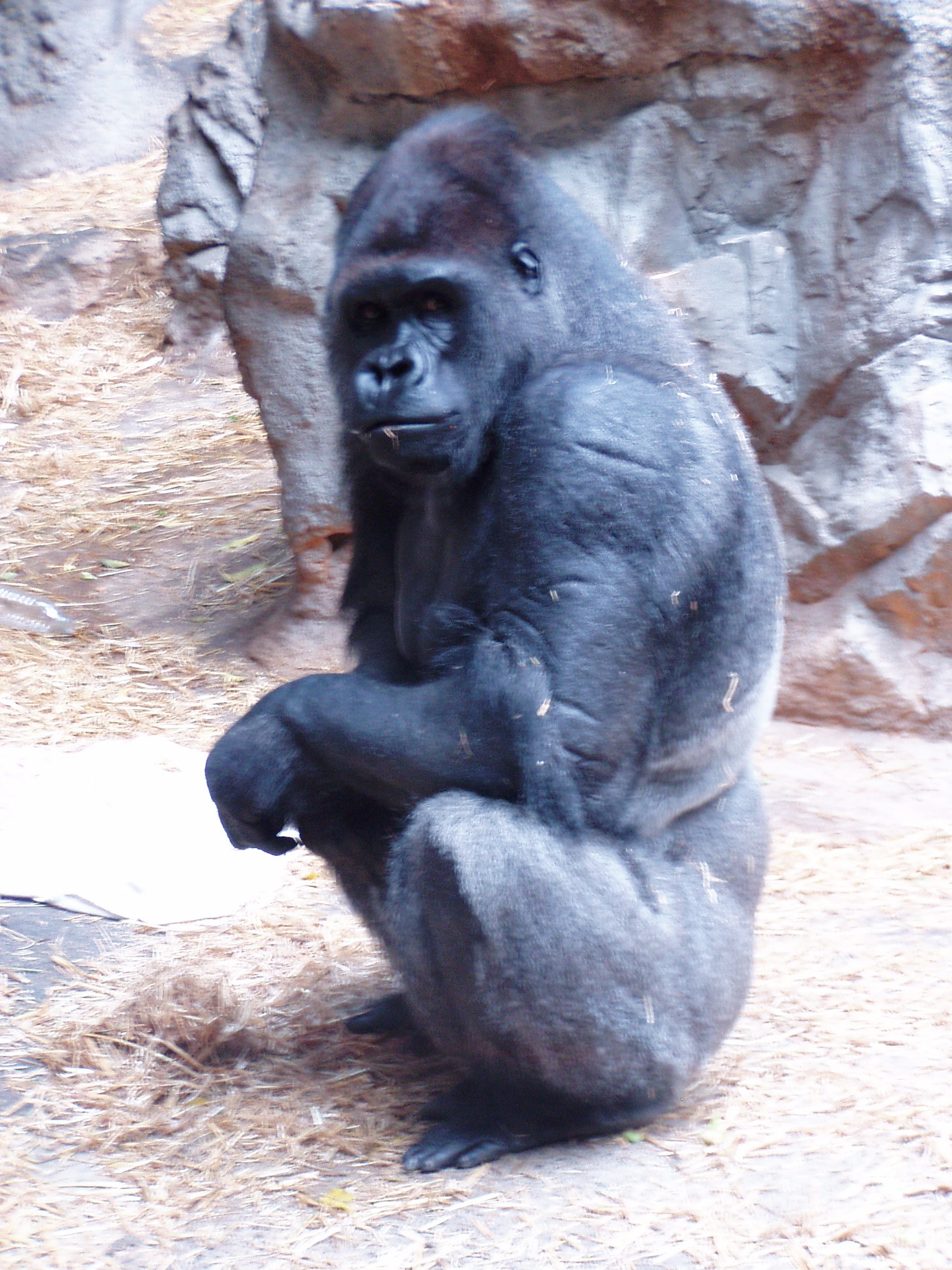 File:Gorilla 2-Buffalo  - Wikimedia Commons