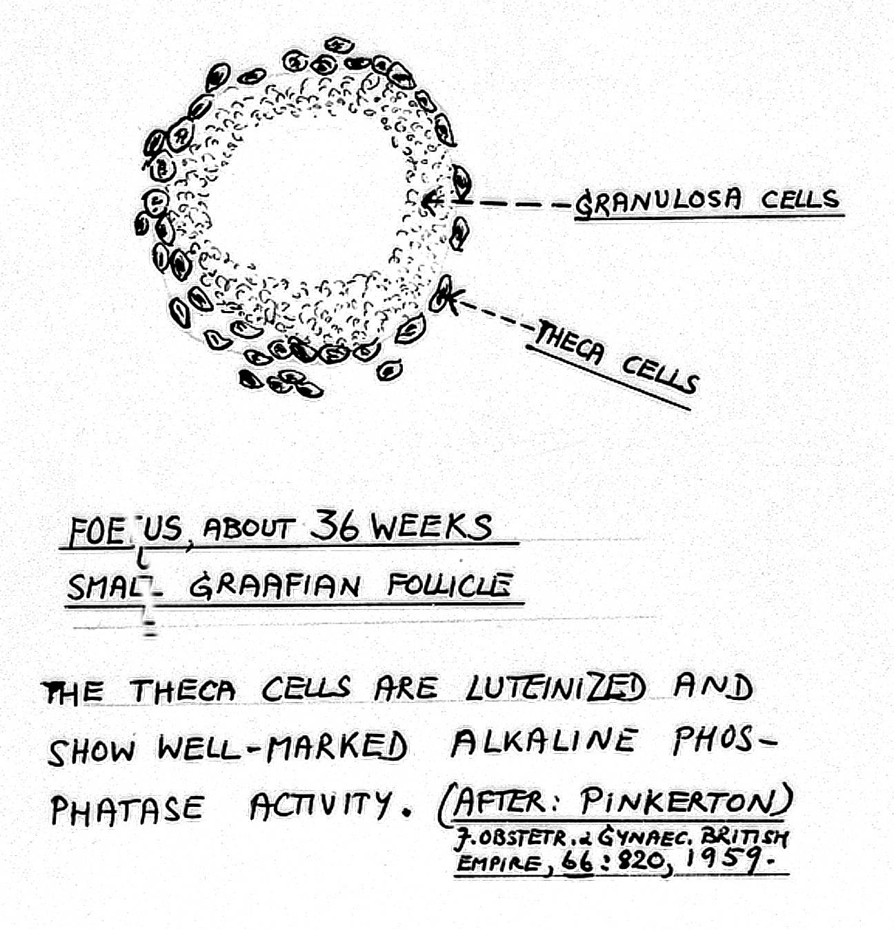 granulosa cells