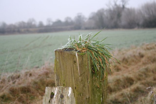 File:Grass in the post - geograph.org.uk - 1109978.jpg