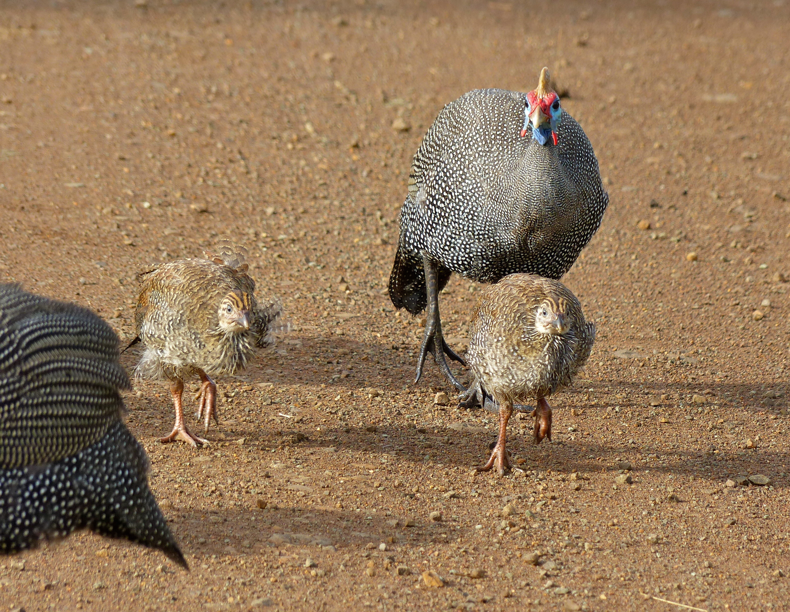 Guineafowls (Numida meleagris) (14030718095).jpg