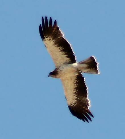 File:Hieraaetus pennatus in Madrid (Spain) 01.jpg