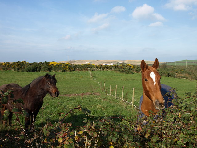 File:Horses, The Rhins - geograph.org.uk - 594046.jpg