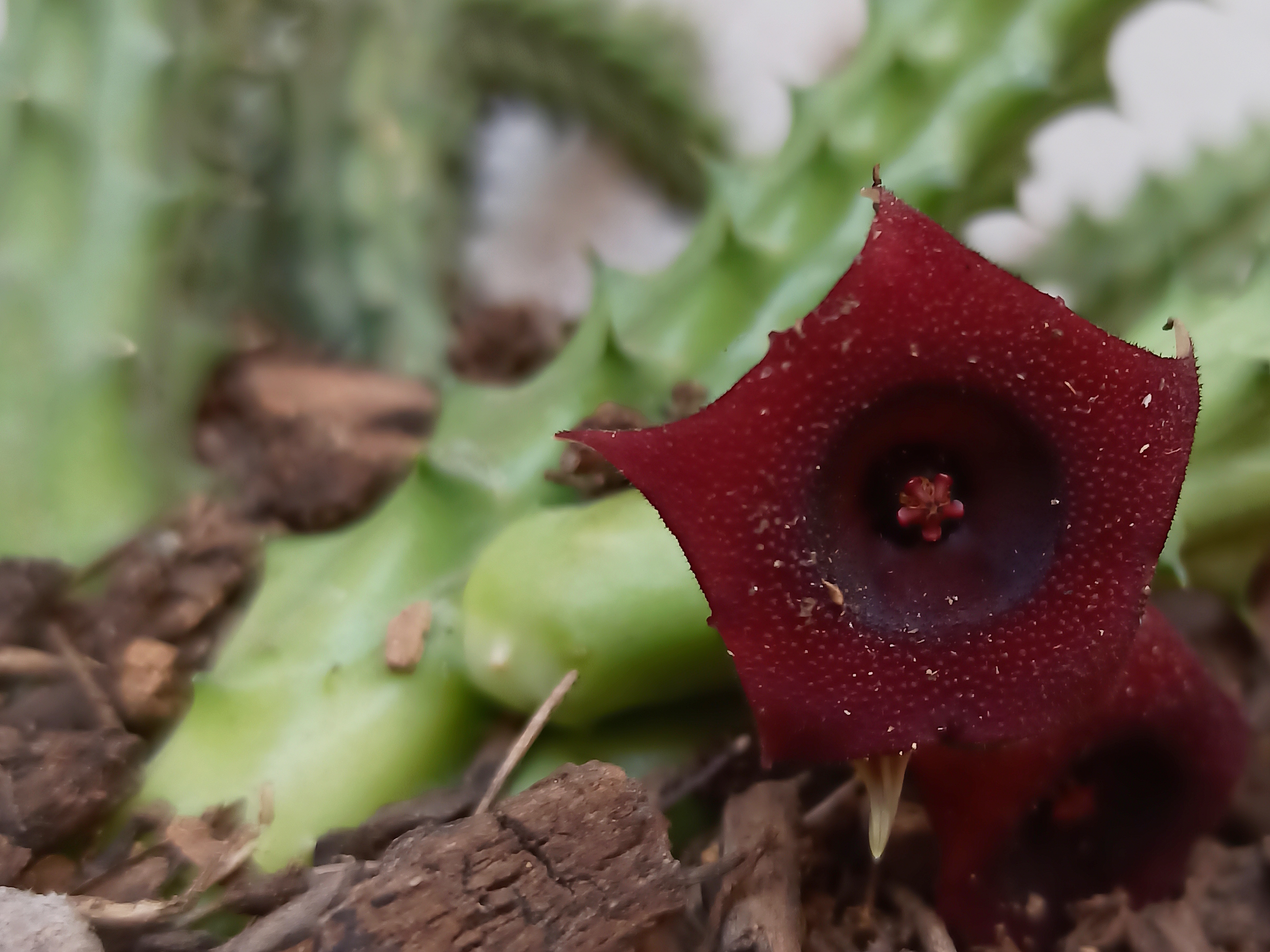 Huernia transvaalensis