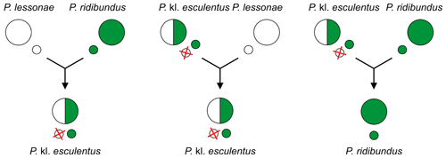 Parthenogenesis - Wikipedia