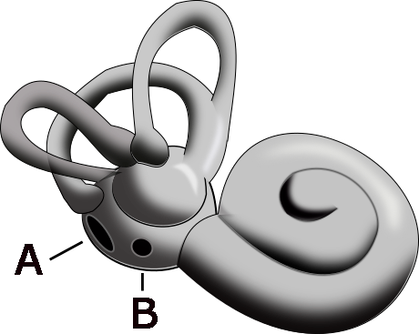 File:Inner ear 1.png