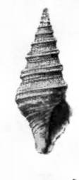 <i>Knefastia waltonia</i> Extinct species of gastropod