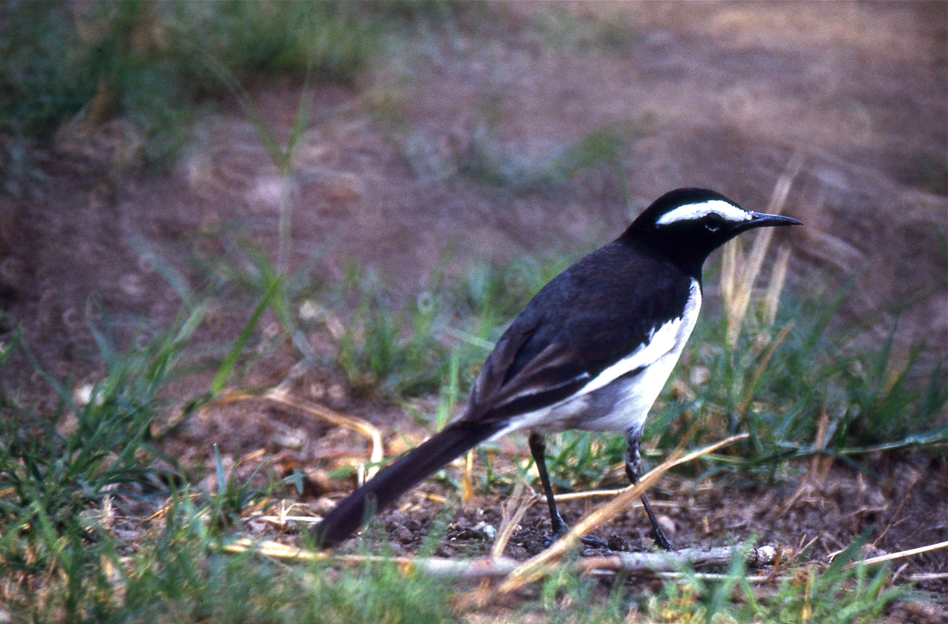 Large Pied Wagtail (Motacilla maderaspatensis) (20234572286).jpg