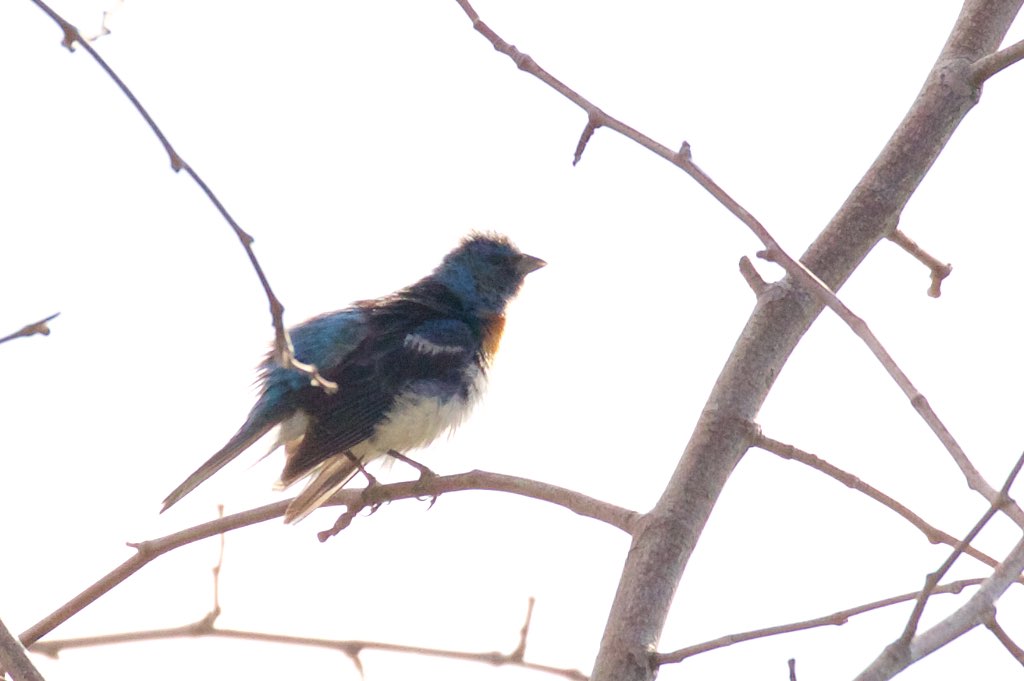 Lazuli Bunting - Rusty's - Rodeo - NM - 2015-08-31at08-52-053 (21014894534).jpg