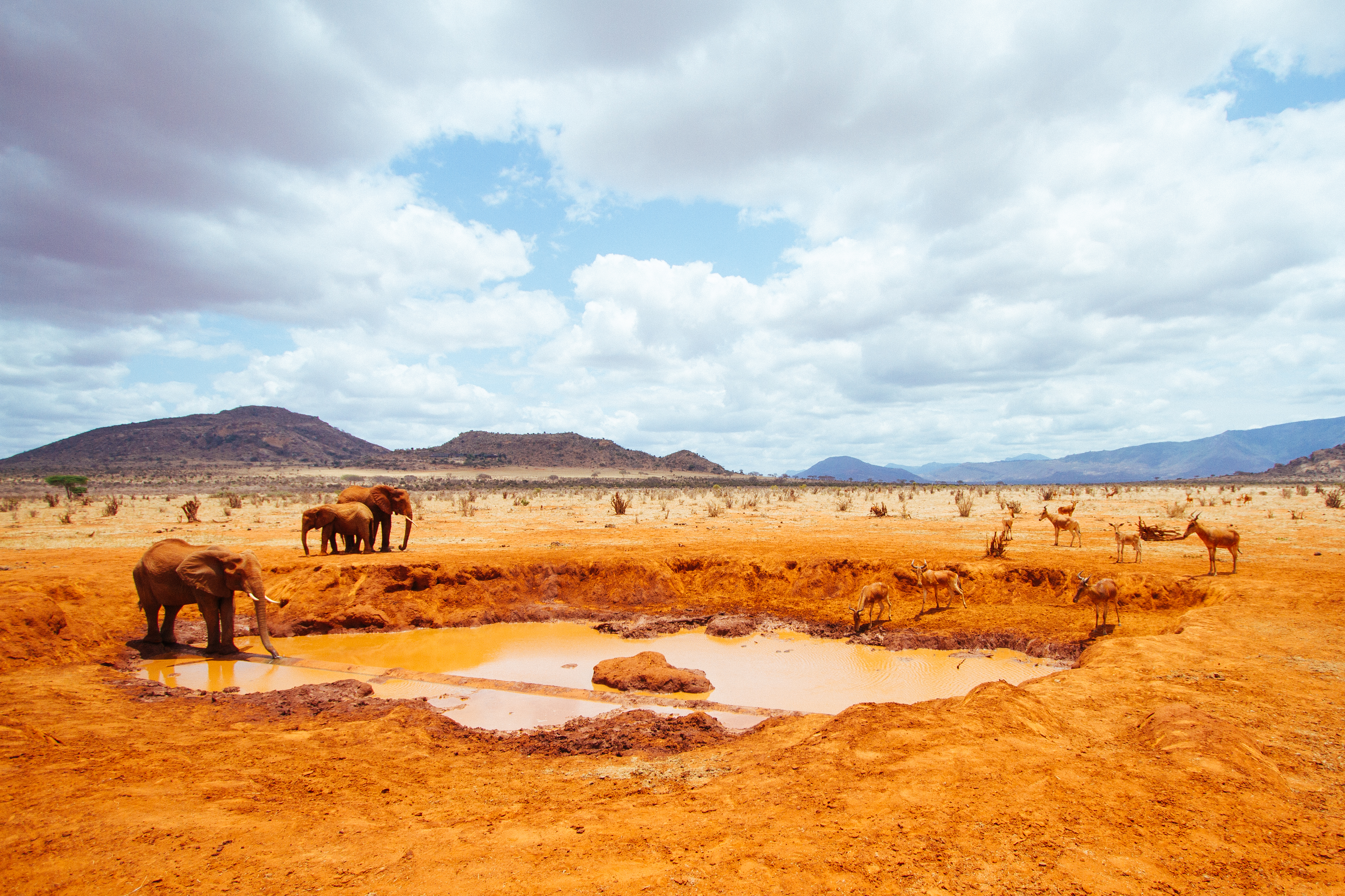 Оазис животные. Восточный цаво. Tsavo National Park. Парк цаво в Африке. Tsavo West National Park Kenya.