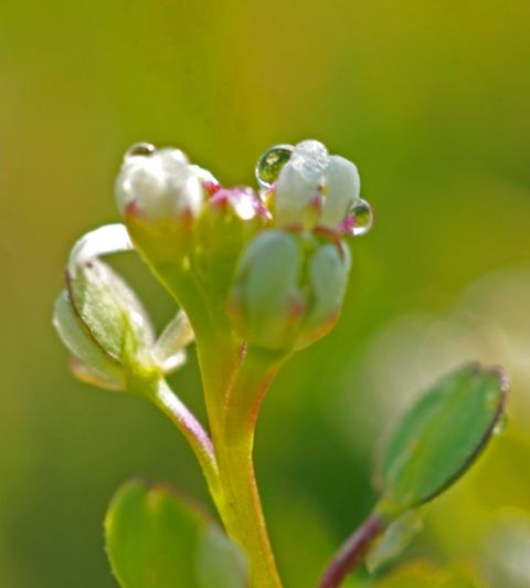 File:Lepidium dictyotum.jpg