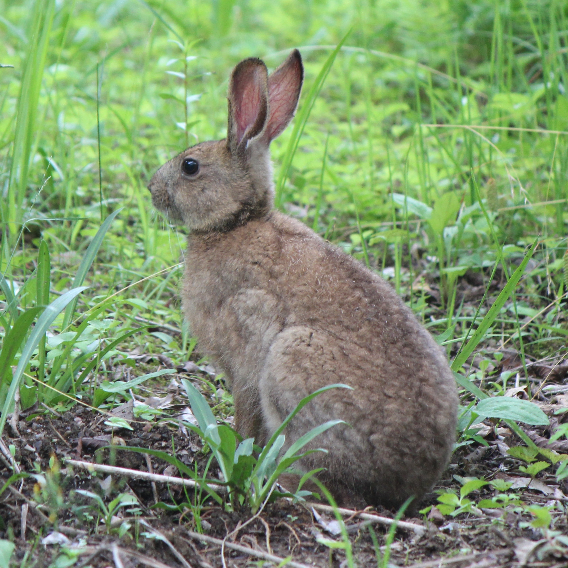 ノウサギ属 Wikipedia