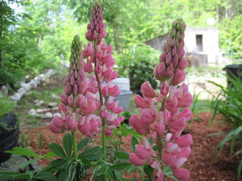 Lupine bloom2