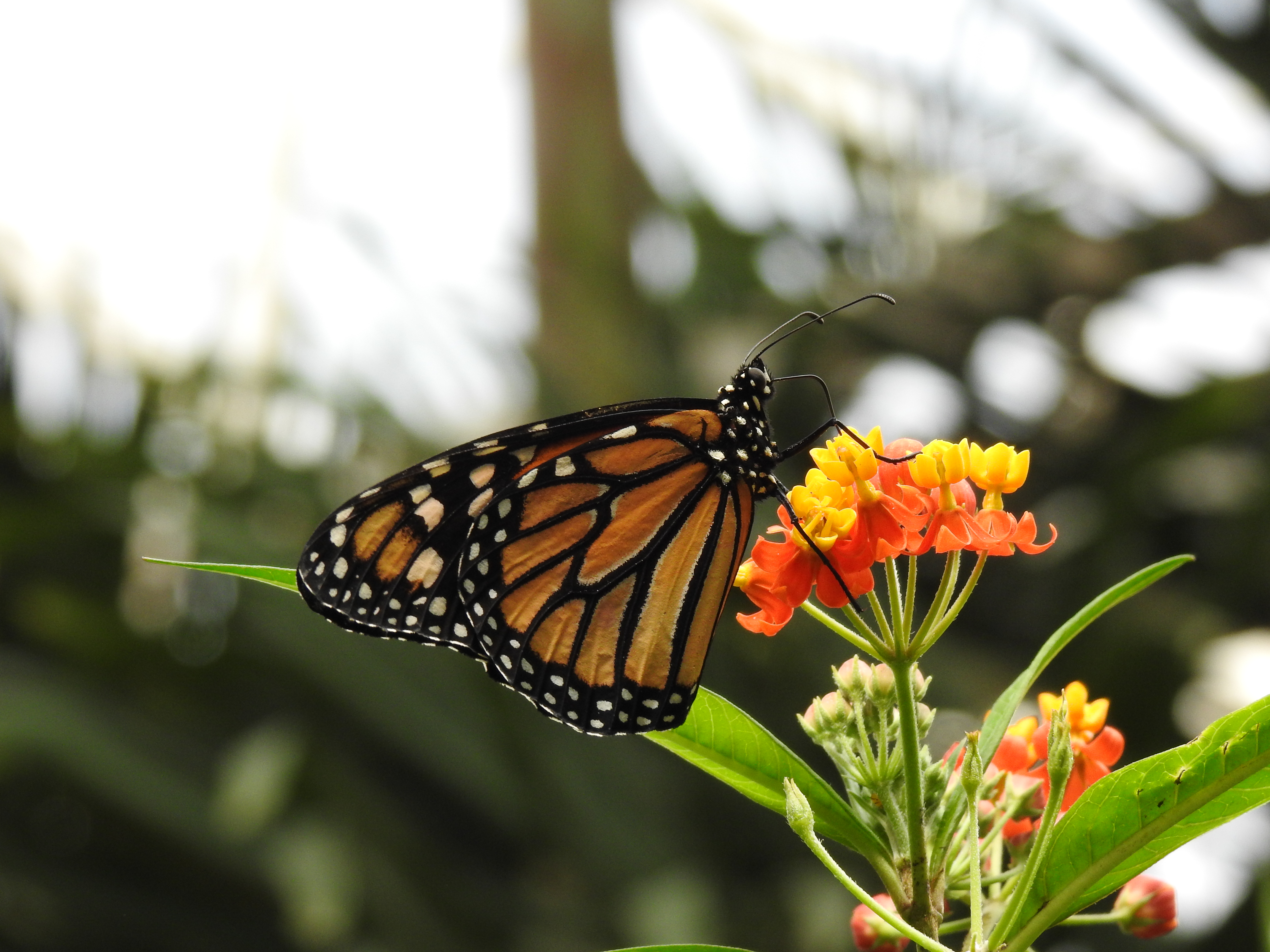 Mariposa marrón significado