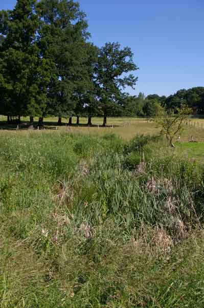 File:Mehlbruch, Langenfeld Bachversickerung.jpg