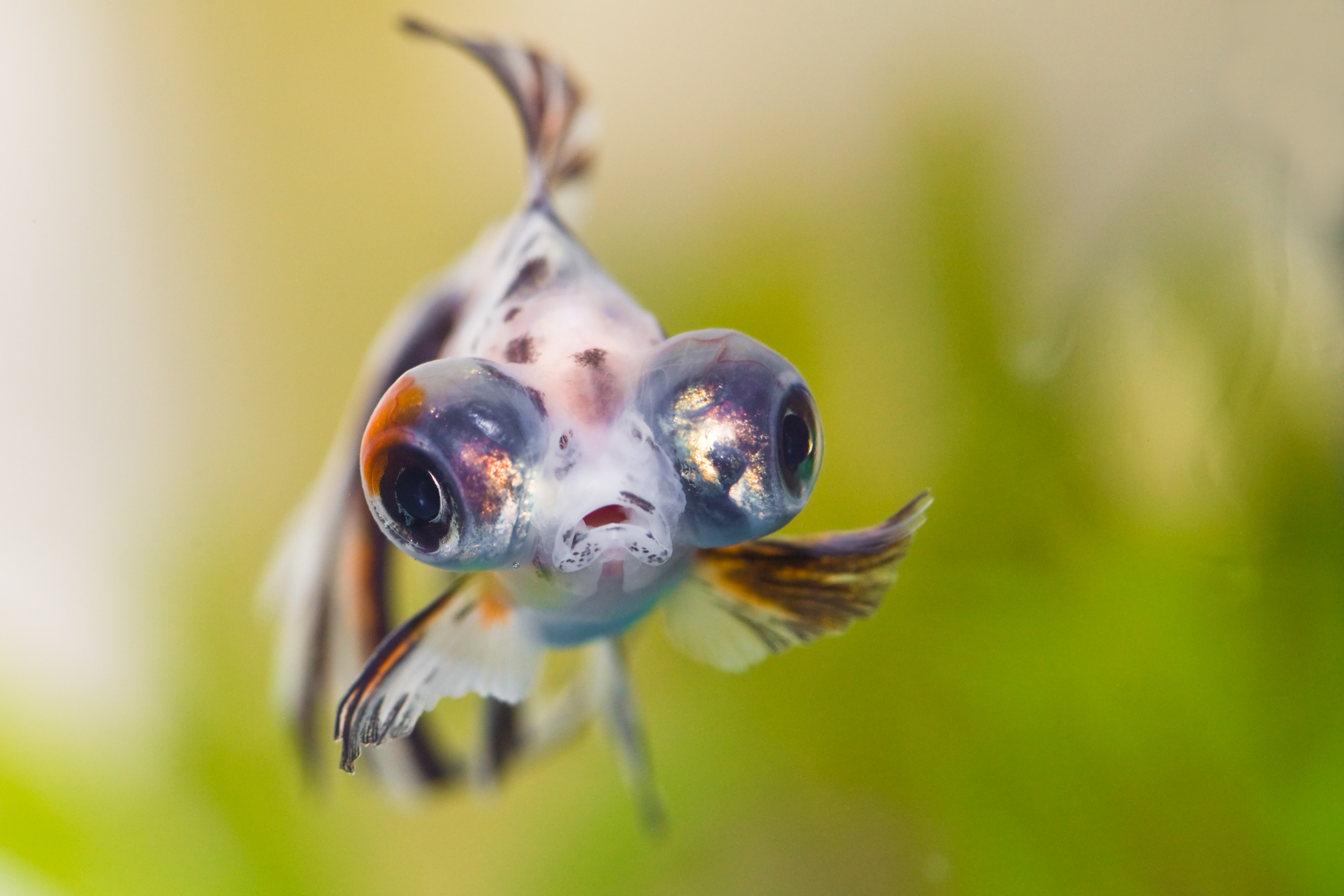 NEW_FISH!!!_1_(4627848327).jpg