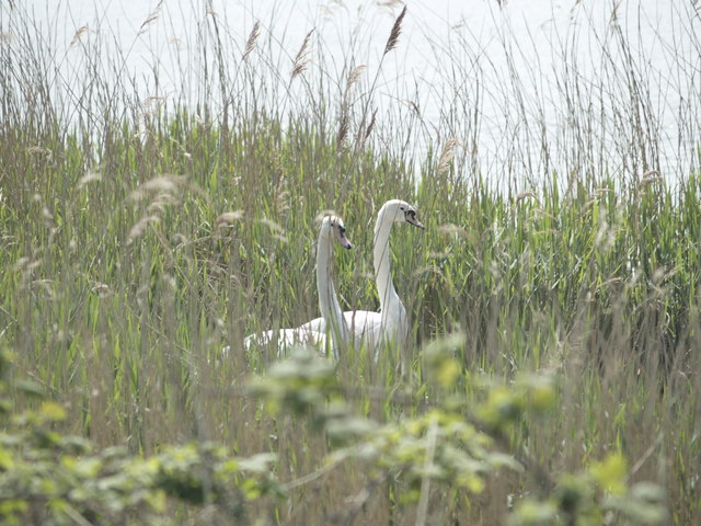 File:Nesting Swans - geograph.org.uk - 801164.jpg