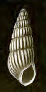 <i>Odostomia amanda</i> species of mollusc