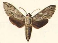 File:Oligographa juniperi.JPG