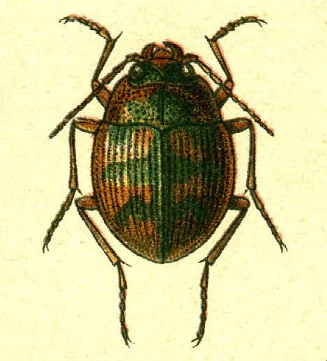 File:Omophron limbatum.jpg