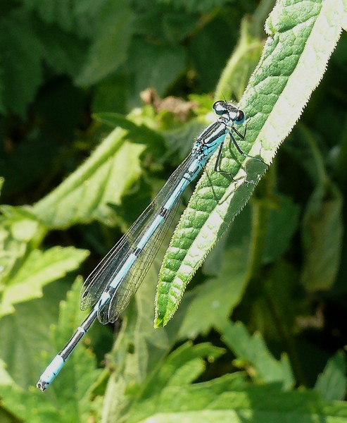 File:P1010200 Coenagrion puella.jpg