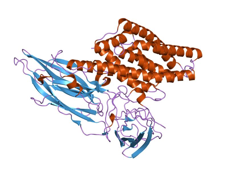 File:PDB 1dlc EBI.jpg