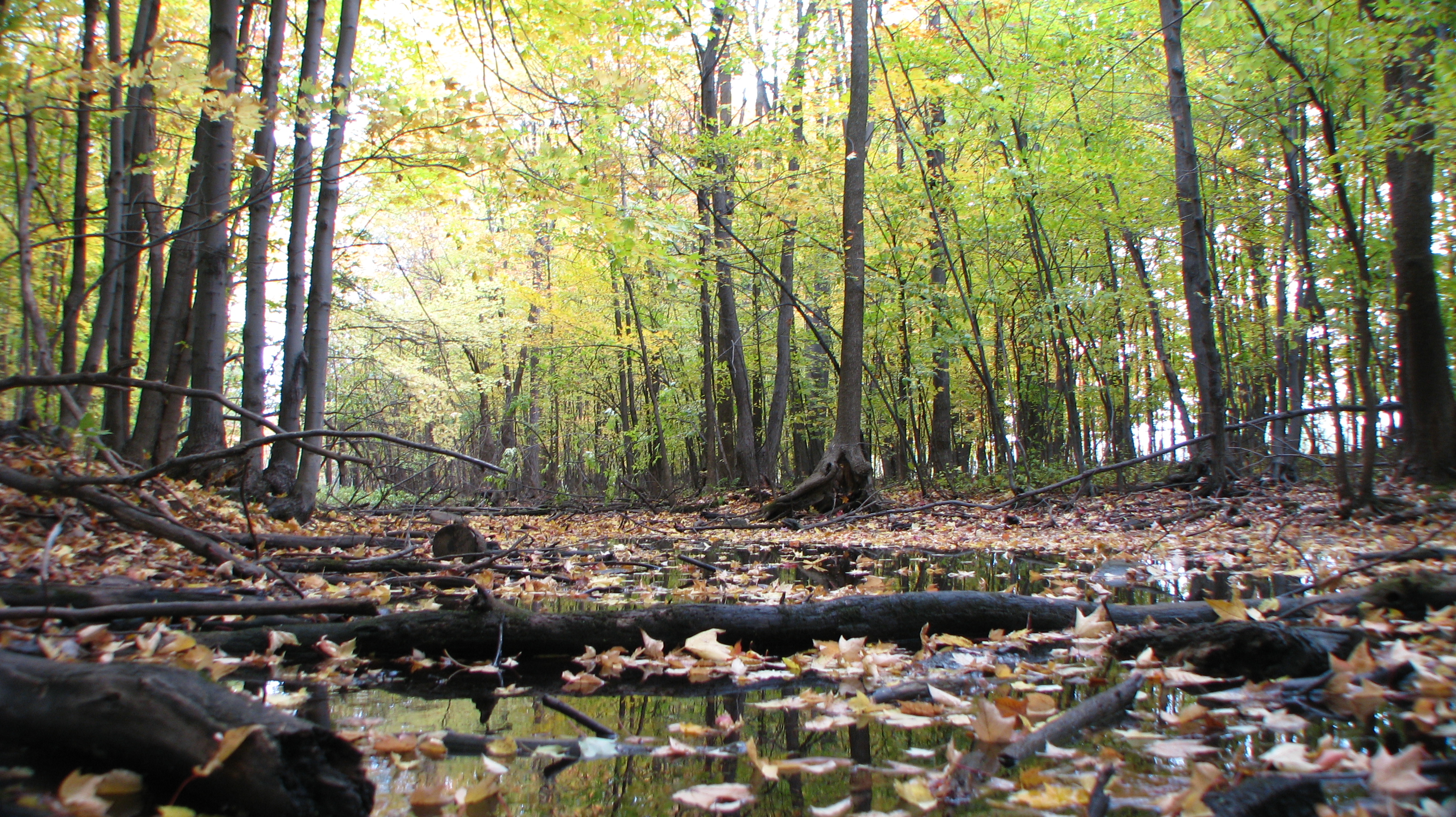 Photo of Parc Michel-Chartrand