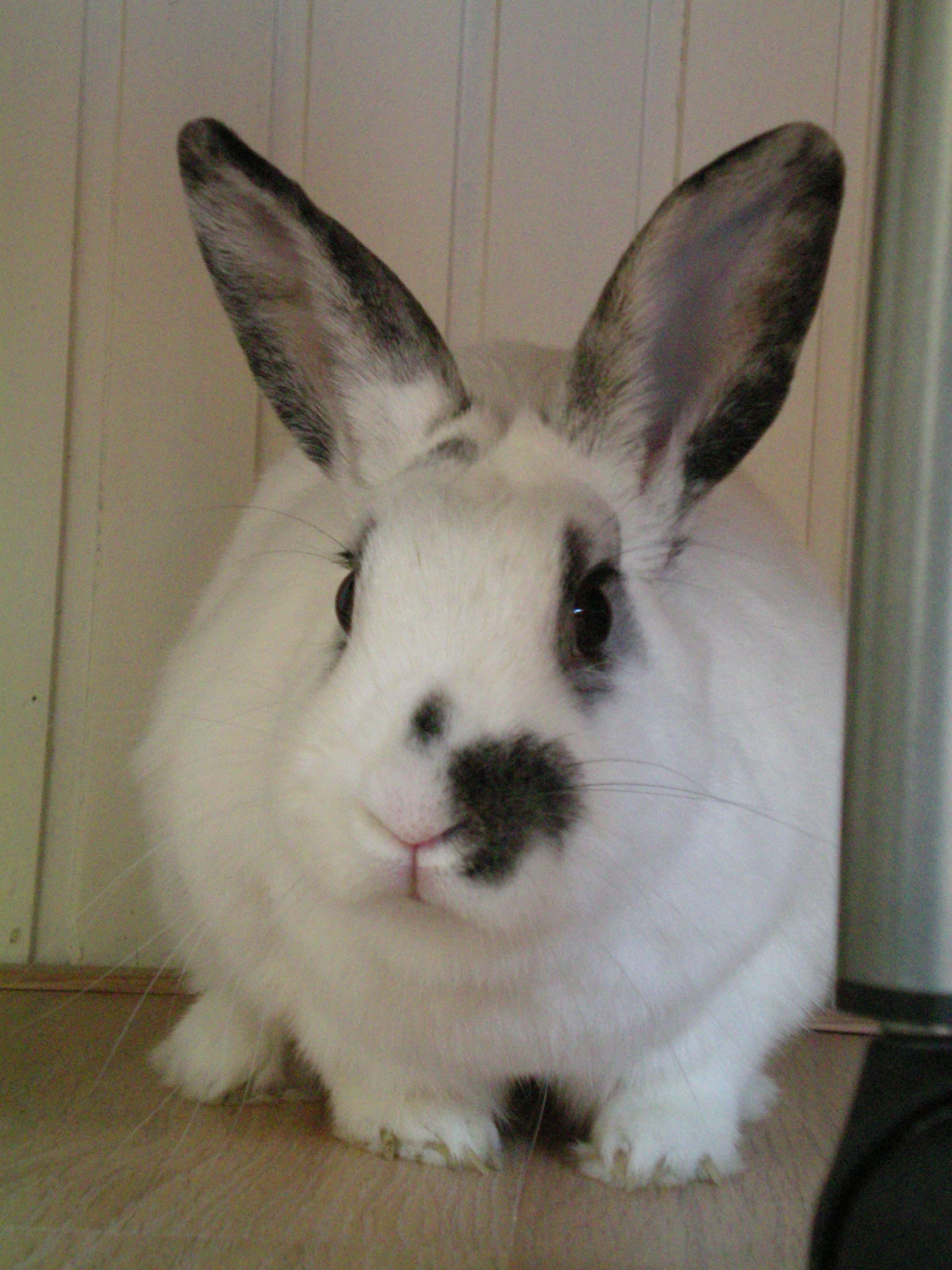 File:Pet rabbit white 2009.JPG - Wikimedia Commons