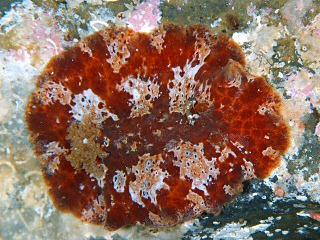 <i>Platydoris ellioti</i> Species of gastropod