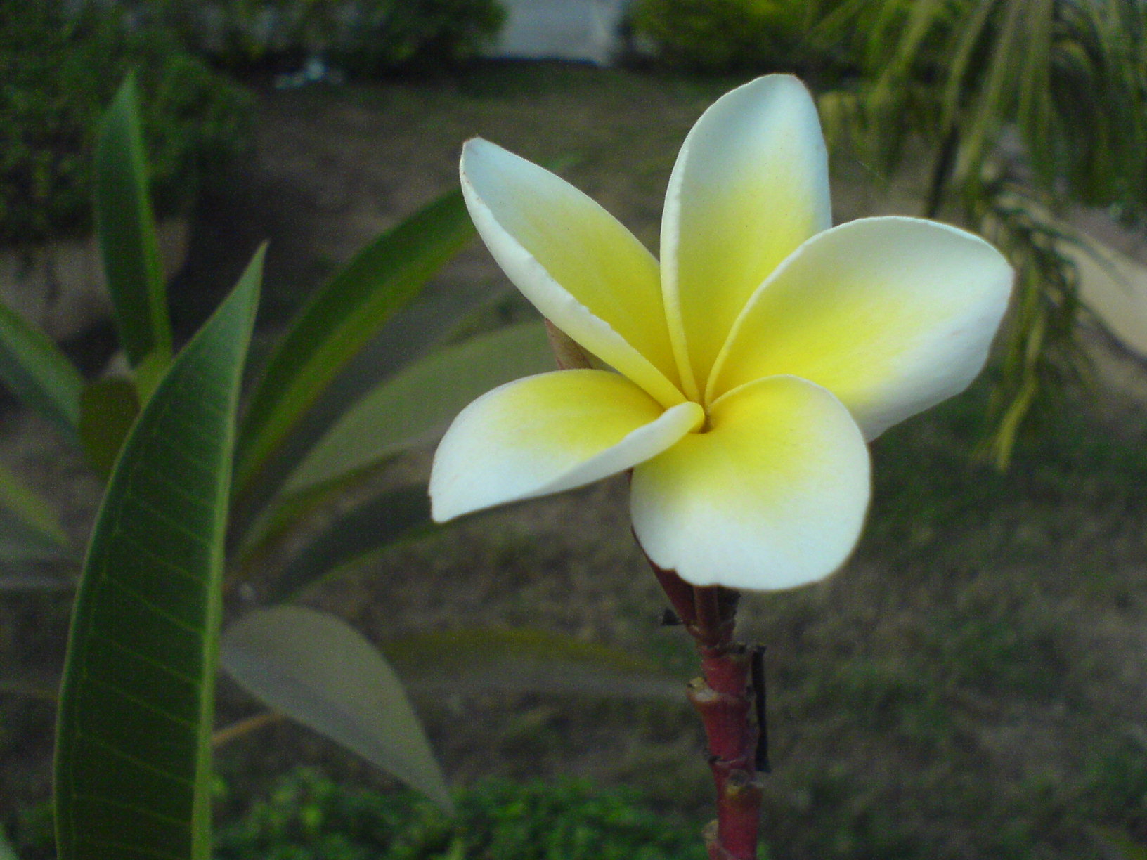 File:Flowers of Plumeria rubra in West Bengal, India.jpg - Wikipedia