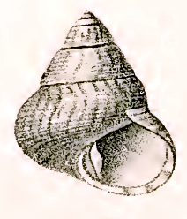 <i>Prothalotia flindersi</i> species of mollusc