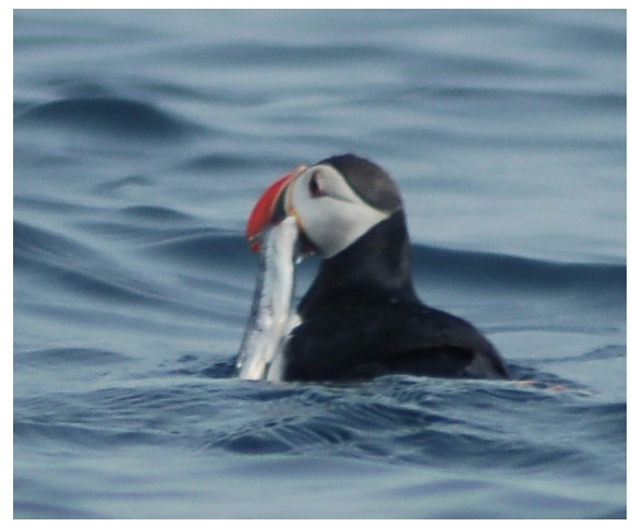 Puffin - Wikipedia