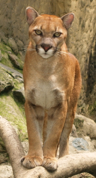 File:Puma (Puma concolor) (cropped).jpg