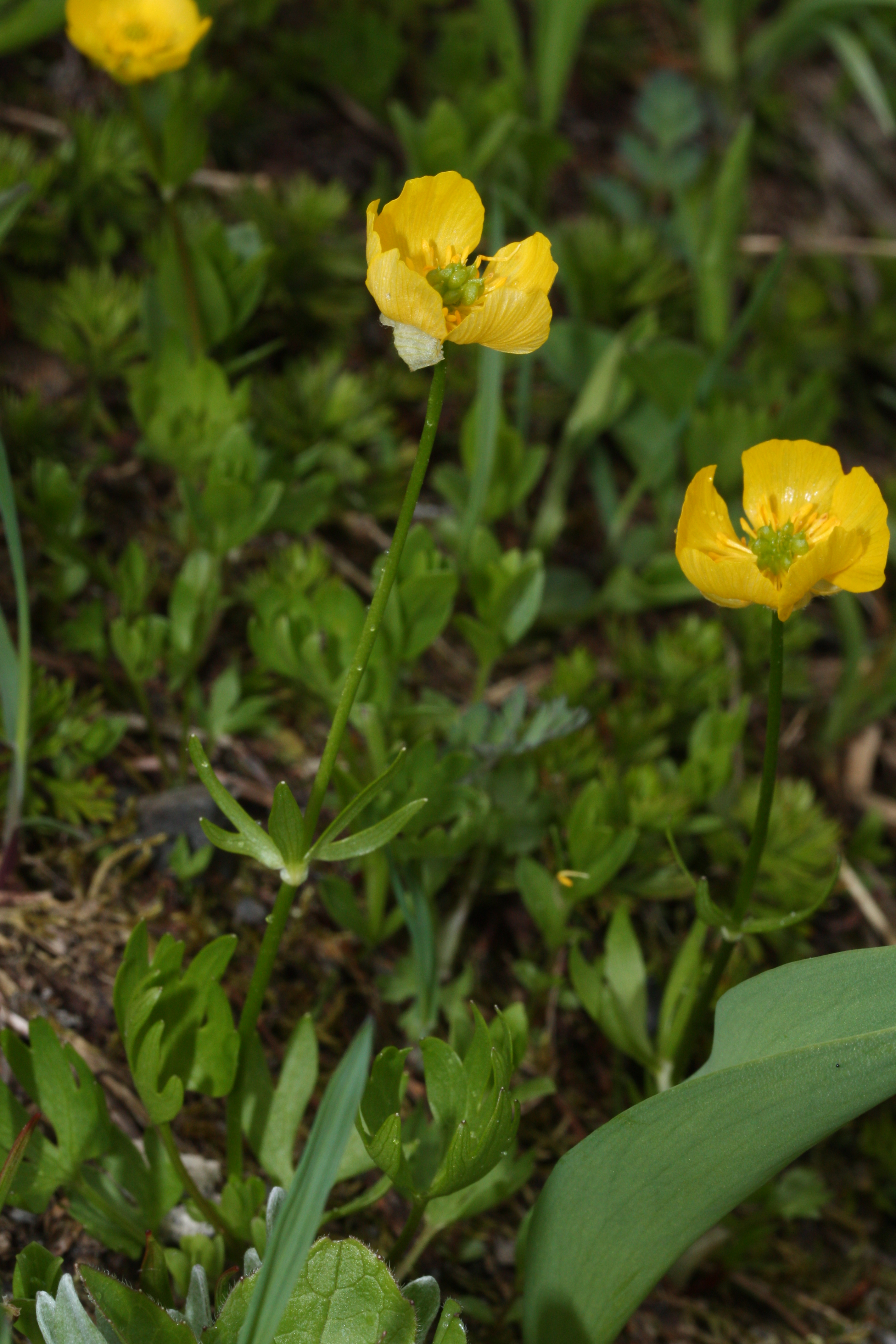 Ranunculus graminifolia