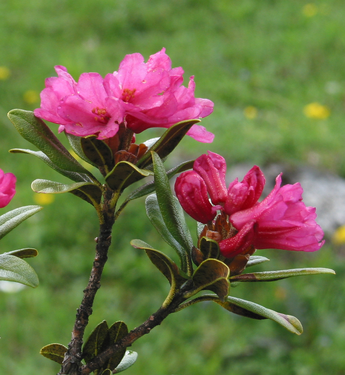 Rhododendron - Wikipedia