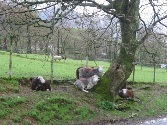 File:Roadside Herdwicks - geograph.org.uk - 5854.jpg