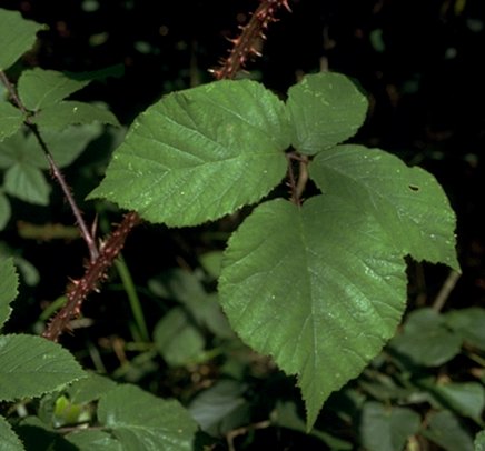 File:Rubus rosaceus1.jpg