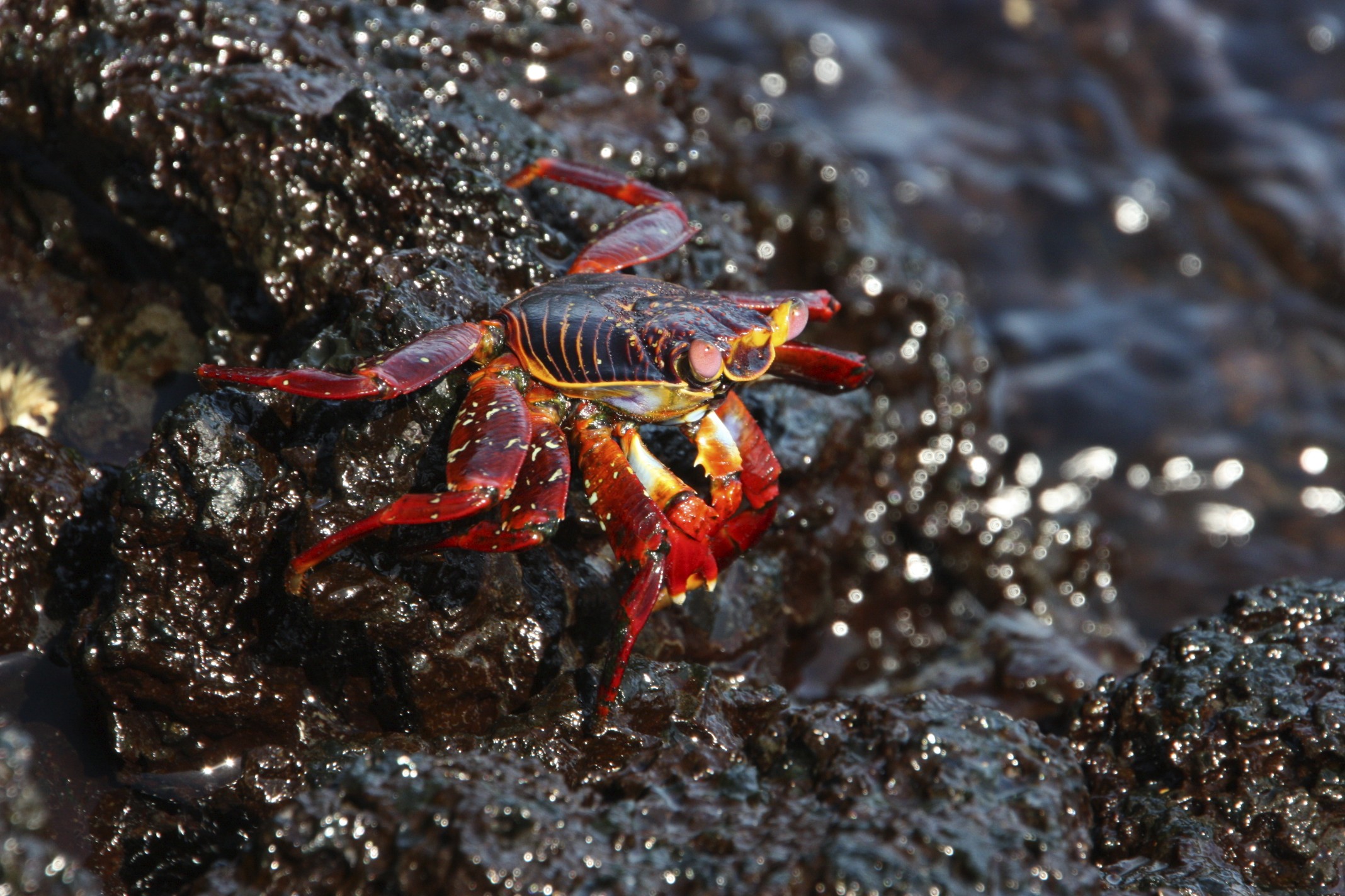 Crab 1. Grapsus Grapsus краб черный. Grapsus Grapsus.