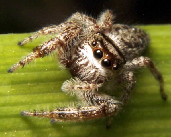 File:Salticidae Eris sp.jpg