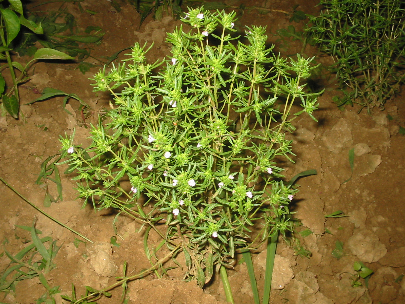 Summer Savory Wikipedia