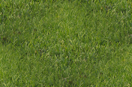 File:Seamless grass.jpg