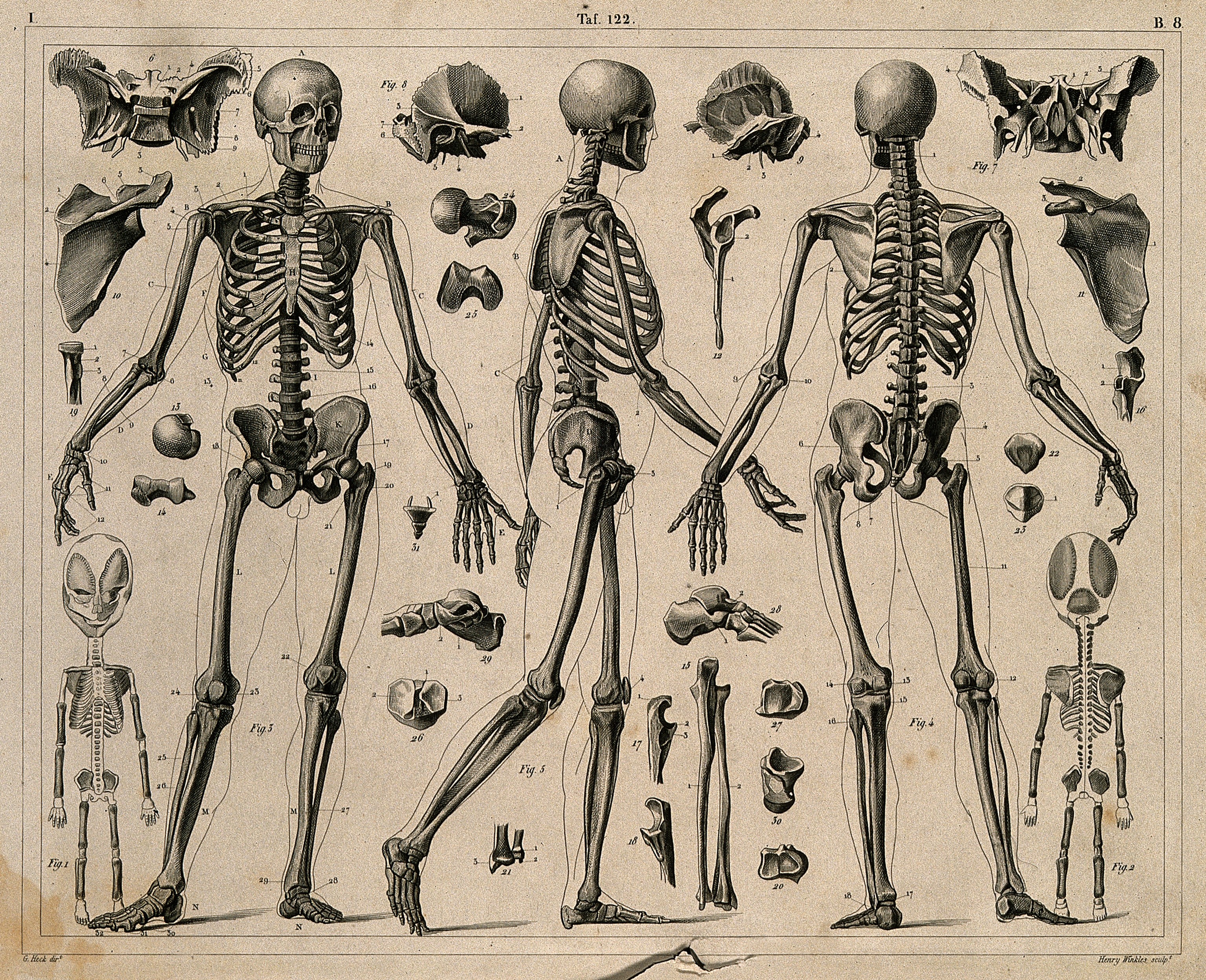 Bones system. Костная система человека скелет. Скелет человека реферанс. Анатомия скелета человека референс. Скелет человека анатомия Майерс.