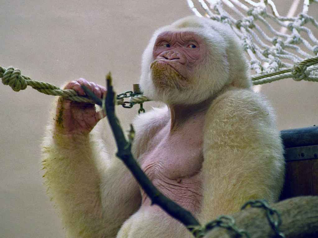 File:Snowflake - Barcelona Zoo White Gorilla- Wikimedia Commons - teamwildfreaks.com