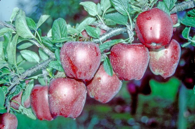 Starkrimson® Red Delicious Apple Tree - Stark Bro's